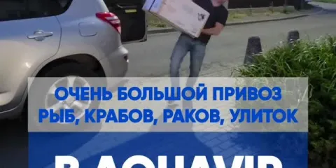 Большой привоз рыбок в Aquavip: 80+ видов