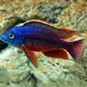 Хаплохромис Боадзулу Ред купить в Минске