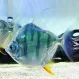 Метиннис Тигровый купить в Минске