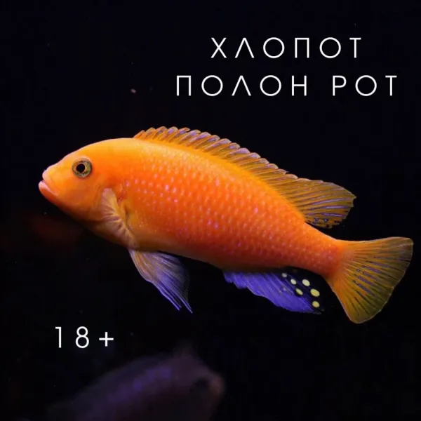 Псевдотрофеус Зебра RR (подростки) купить в Минске