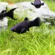Моллинезия Чёрная купить в Минске