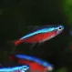 Неон красный купить в Минске