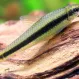 Сиамский водорослеед купить в Минске