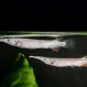 Полурыл Серебрянный купить в Минске
