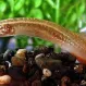 Макрогнатус Глазчатый купить в Минске