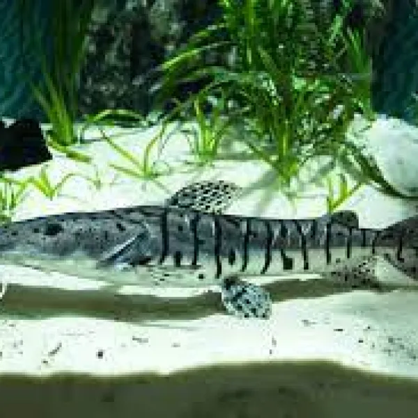 Псевдоплатистома тигровая ( Pseudoplatystoma tigrinum) купить в Минске