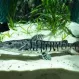 Псевдоплатистома тигровая ( Pseudoplatystoma tigrinum) купить в Минске