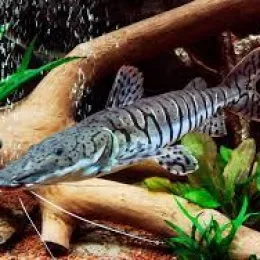 Псевдоплатистома тигровая ( Pseudoplatystoma tigrinum)