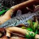 Псевдоплатистома тигровая ( Pseudoplatystoma tigrinum) купить в Минске