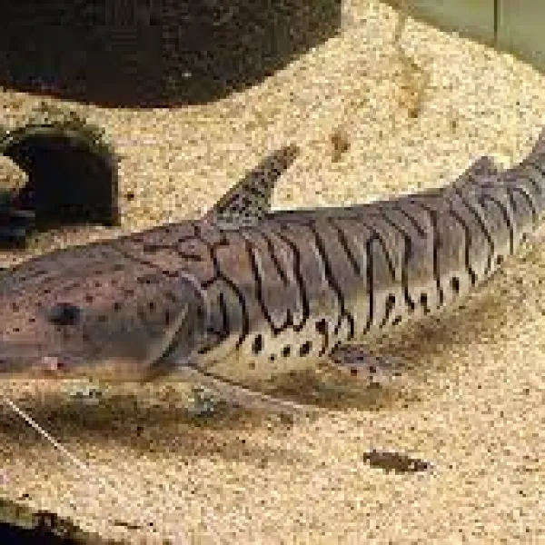 Псевдоплатистома тигровая ( Pseudoplatystoma tigrinum) купить в Минске