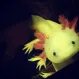 Аксолотль Оранжевый купить в Минске