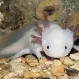 Аксолотль Розовый купить в Минске