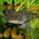 Аксолотль Чёрный купить в Минске