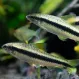 Сиамский водорослеед купить в Минске
