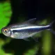 Неон Чёрный купить в Минске