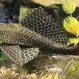 Парчовый Птеригоплихт купить в Минске