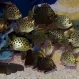 Скатофагус Аргус Красный купить в Минске