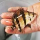 Окунь Тигровый купить в Минске