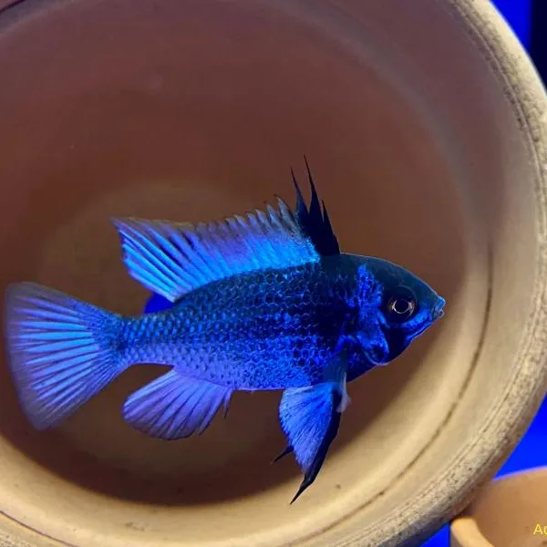 Апистограмма Тёмный Сапфир купить в Минске