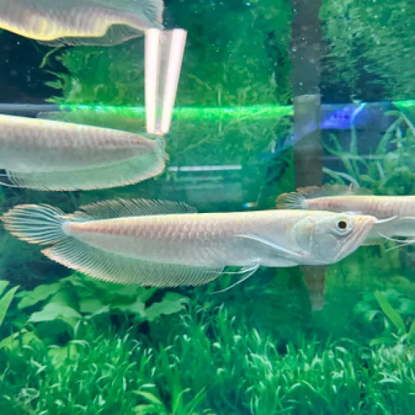 Арована Серебряная Альбино (Osteoglossum bicirrhosum) купить в Минске