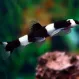 Боция Панда (Protomyzon pachychilus) купить в Минске