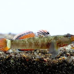 Rhinogobius giurinus (Бычок Тайваньский)