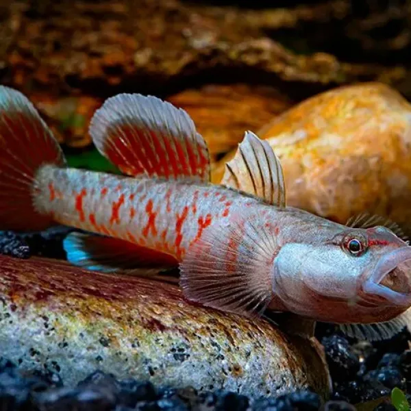 Алый бычок, или Финогобиус Чжоу (Rhinogobius zhoui) купить в Минске
