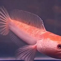 Змееголов Пульхер Золотой (Channa pulchra)