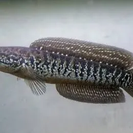Змееголов Азиатский (Channa asiatica)