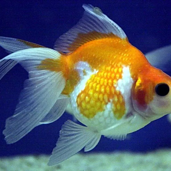 Золотая рыбка Жемчужинка (Pearlscale Goldfish) купить в Минске