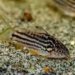 Коридорас напоэнзис (Corydoras napoensis)