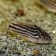 Коридорас напоэнзис (Corydoras napoensis) купить в Минске