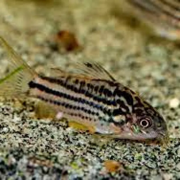 Коридорас напоэнзис (Corydoras napoensis) купить в Минске