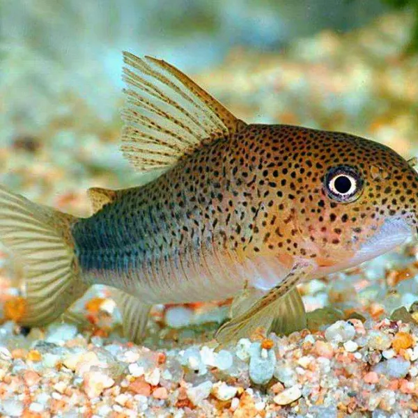 Коридорас Симилис (Corydoras similis) купить в Минске