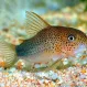 Коридорас Симилис (Corydoras similis) купить в Минске
