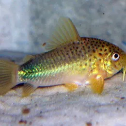 Коридорас Симилис (Corydoras similis)