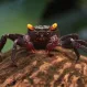 Краб Золотоглазый купить в Минске