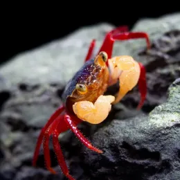 Краб Вампир Мандарин ( GEOSESARMA NOTOPHORUM)