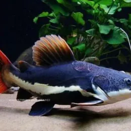 Краснохвостый сом (Epalzeorhynchos bicolor)