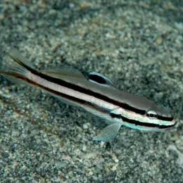 Бычок линейный (Valenciennea helsdingenii), M