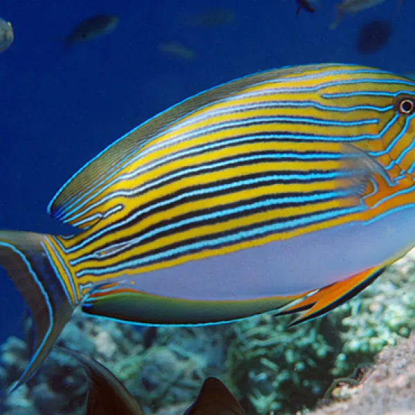 Хирург пижама (Acanthurus lineatus), M купить в Минске