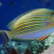 Хирург пижама (Acanthurus lineatus), M купить в Минске