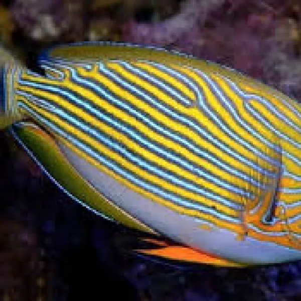 Хирург пижама (Acanthurus lineatus), M купить в Минске