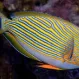 Хирург пижама (Acanthurus lineatus), M купить в Минске