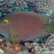 Хирург-ктенохет синепятнистый (Ctenochaetus truncatus), M купить в Минске