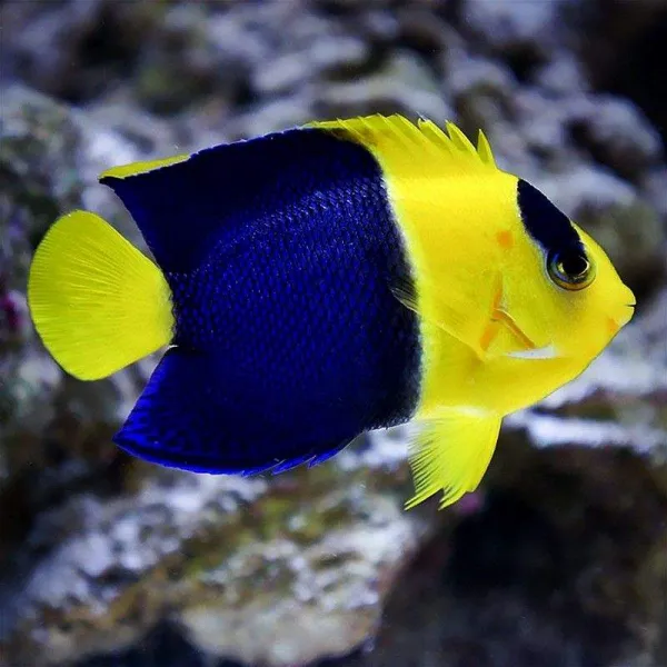 Ангел двухцветный карликовый (Centropyge bicolor), M купить в Минске