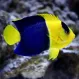 Ангел двухцветный карликовый (Centropyge bicolor), M купить в Минске