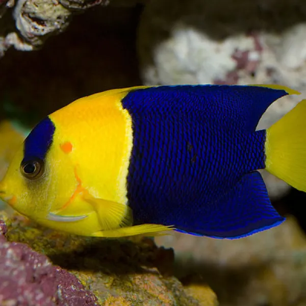 Ангел двухцветный карликовый (Centropyge bicolor), M купить в Минске