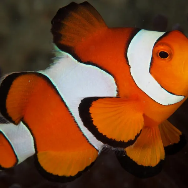 Клоун оцеллярис (треxленточный) Amphiprion ocellaris, M купить в Минске