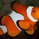Клоун оцеллярис (треxленточный) Amphiprion ocellaris, M купить в Минске